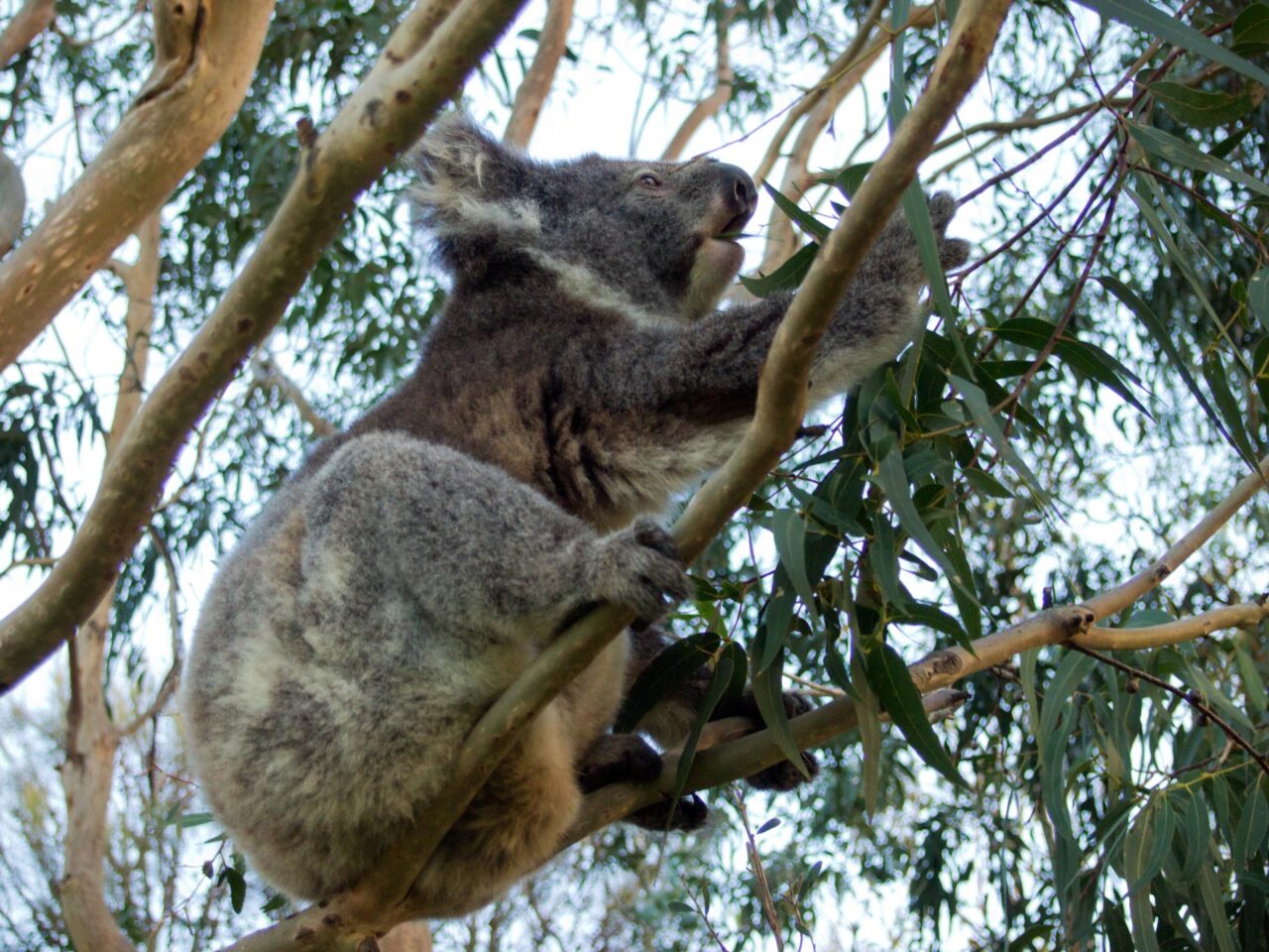 Koala am Kennett River, Great Ocean Road, Australien