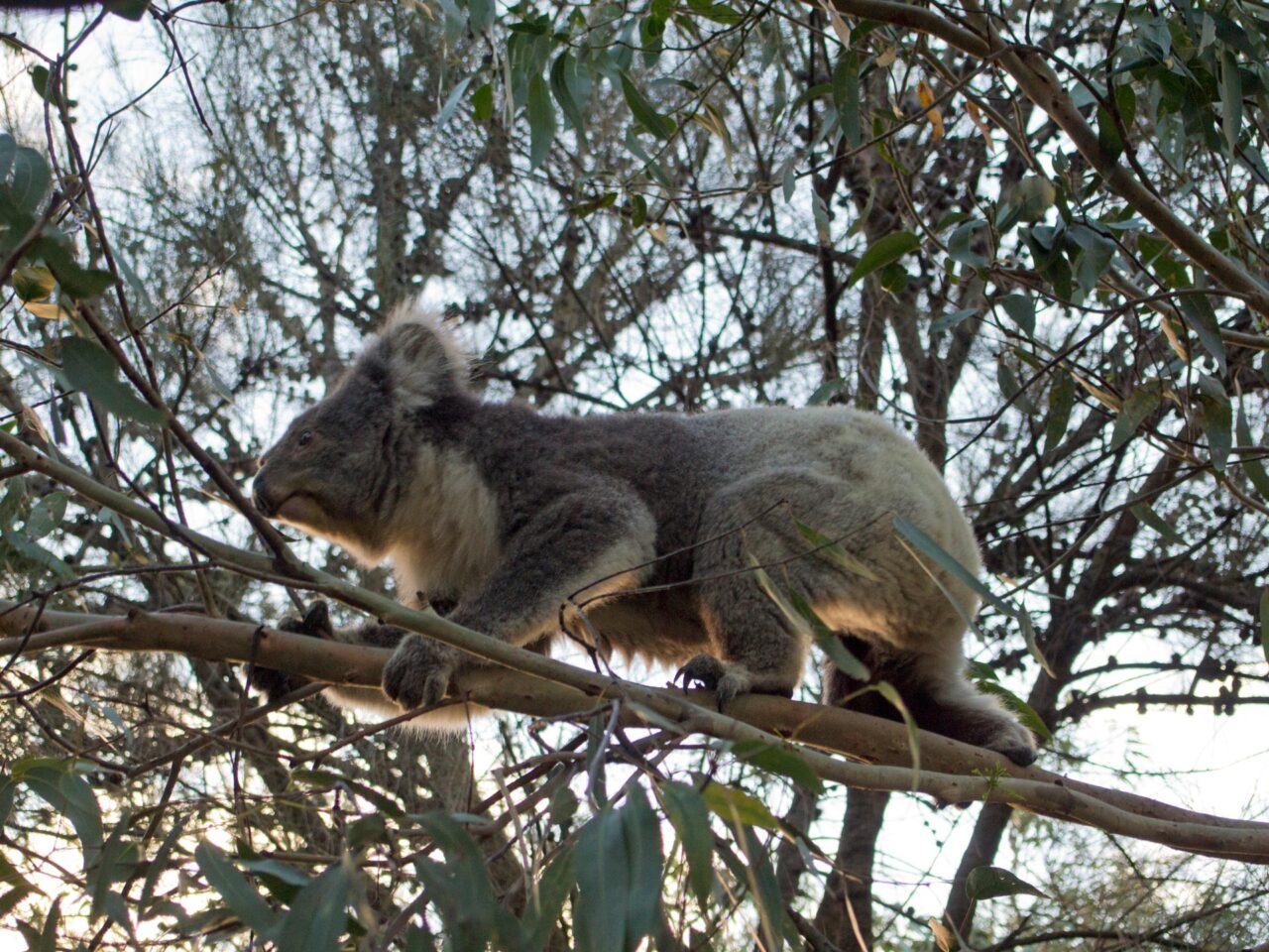 Koala am Kennett River, Great Ocean Road, Australien