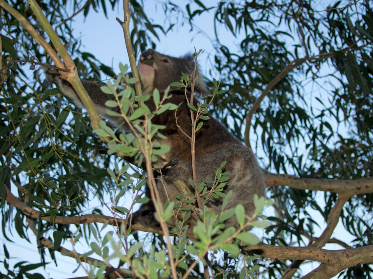 Koala am Kennett River, Great Ocean Road, Australien