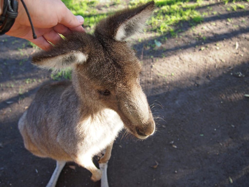 Tobi streichelt ein Känguru