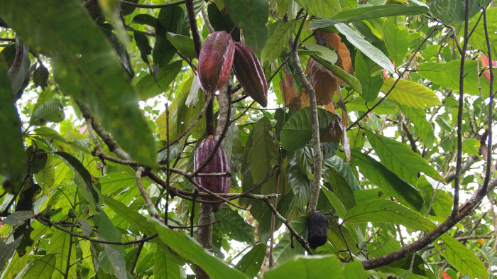 Kakaobaum auf dem Weg zum Tiu Teja Wasserfall