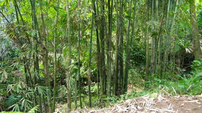 Bamboo trees along the way to the Tiu Teja waterfall