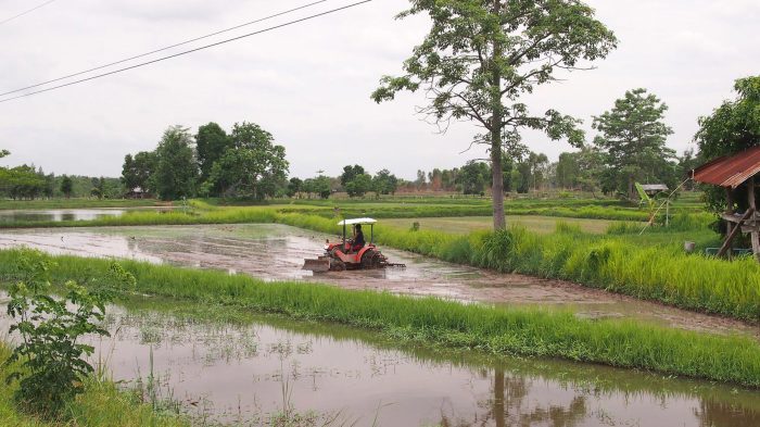Ein Bauer auf seinem Reisfeld im Isaan