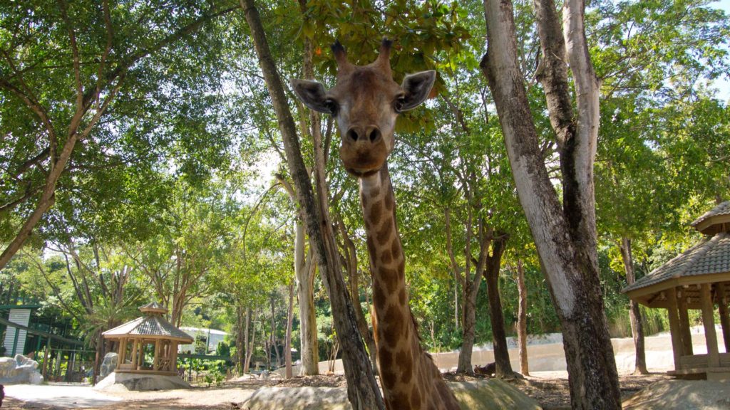 A giraffe in the Chiang Mai Zoo