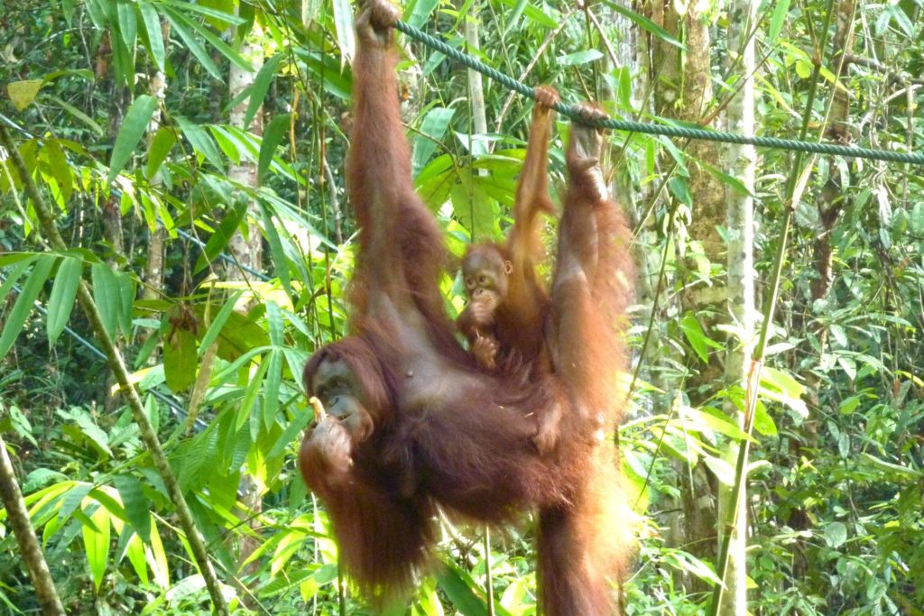 Orang-Utans im Dschungel Borneos