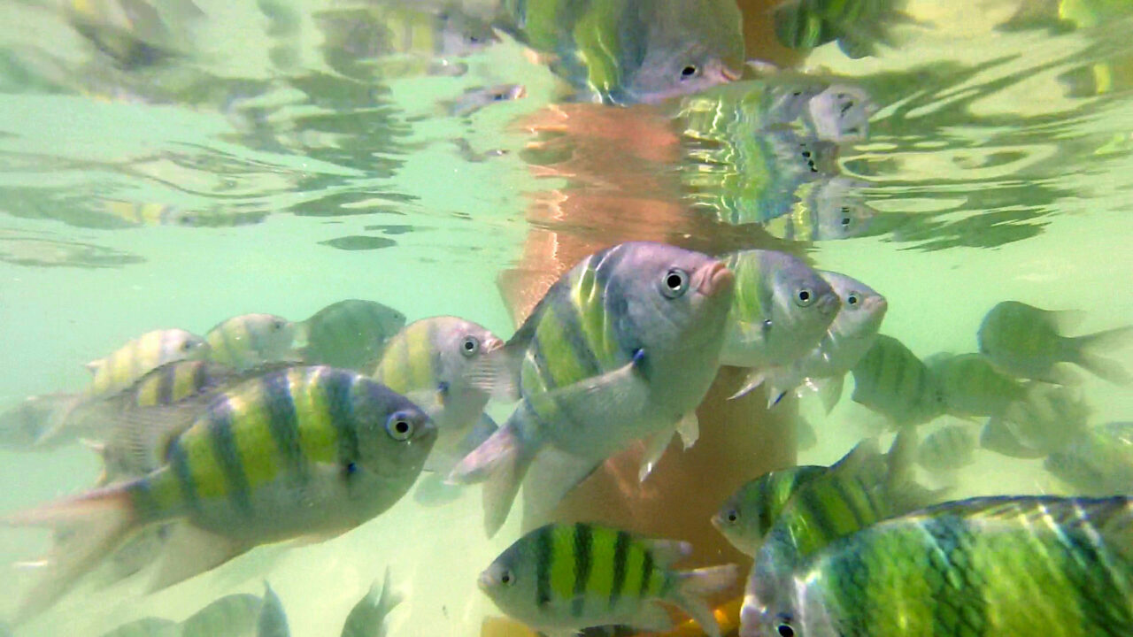 Viele bunte Fische im Wasser am Strand von Hong Island