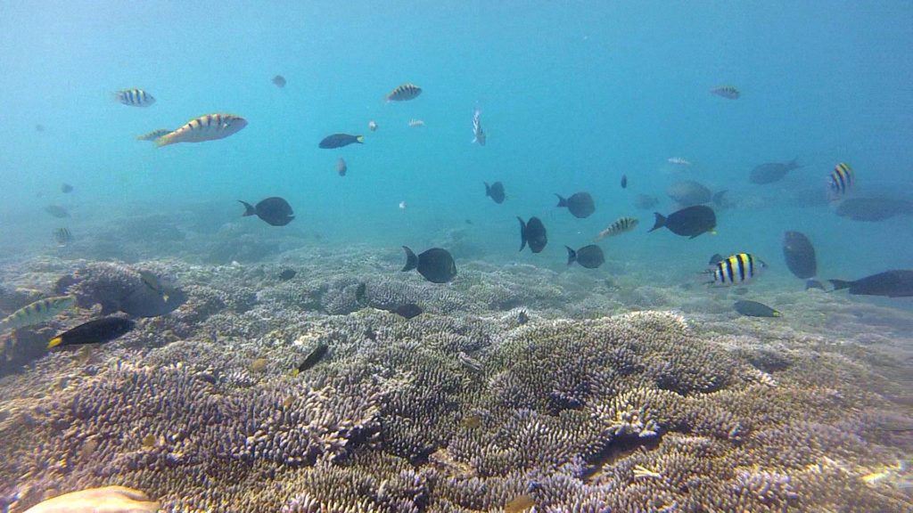 Bunte Fische und Korallen vor Gili Nanggu, Sekotong
