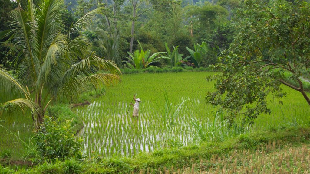 Reisfeld in Tetebatu, Lombok