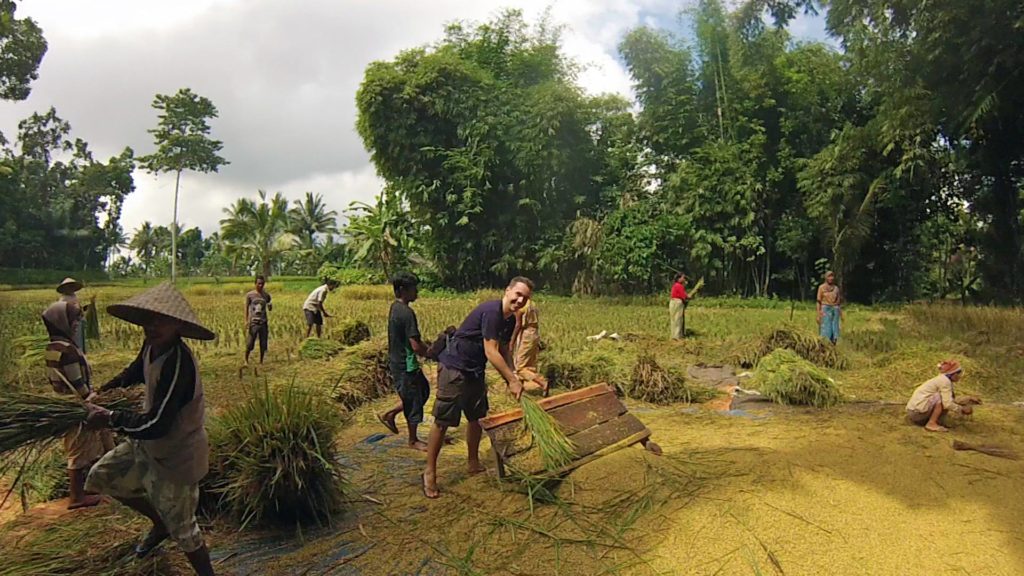 Marcel during the rice harvest in Tetebatu
