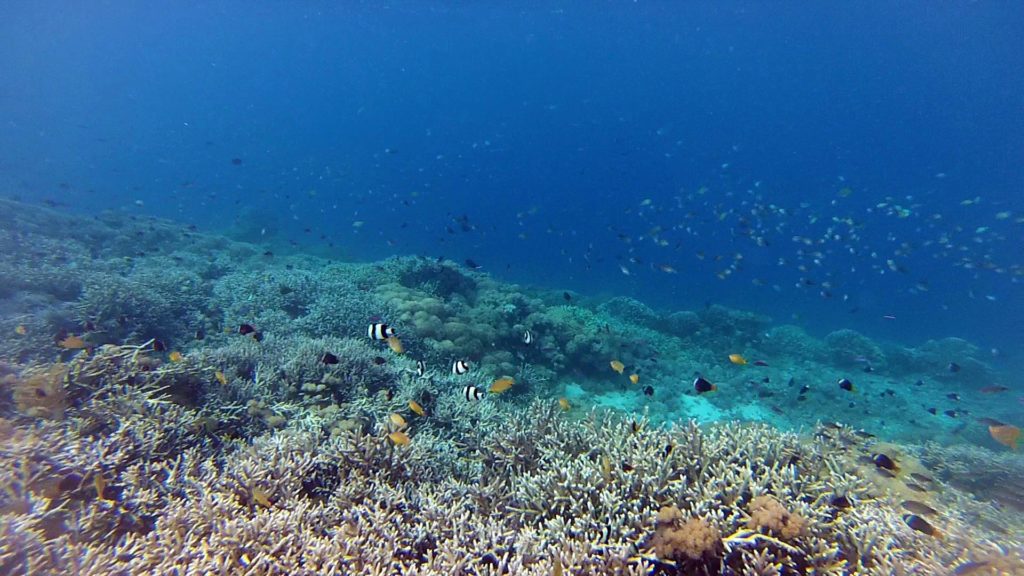 Underwater world off Gili Bidara, Lombok