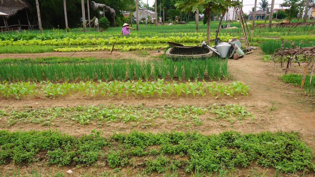 Kleine Farm im Tra Que Herb Village, Vietnam