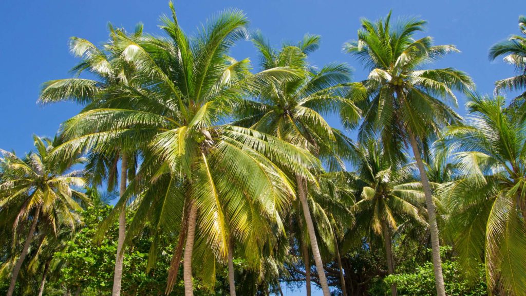 Tropische Palmen auf Fingernail Island, Phu Quoc