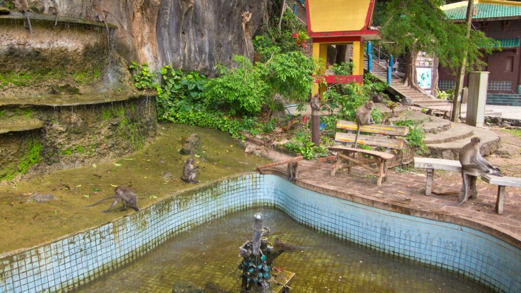 Eine Affenbande beim Tiger Cave Tempel in Krabi