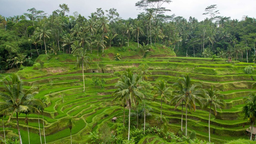 Die Reisterrassen von Tegalalang bei Ubud