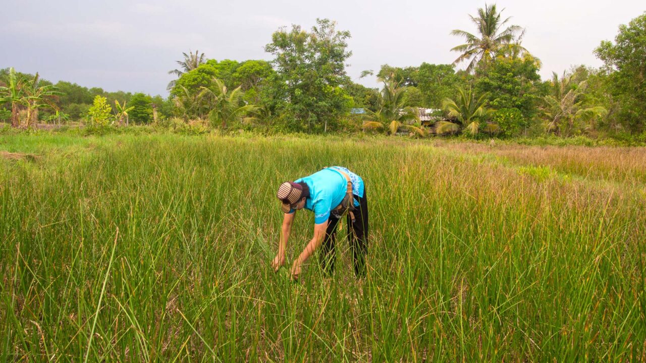 Harvesting reeds in Ban Samet Ngam, Chantaburi