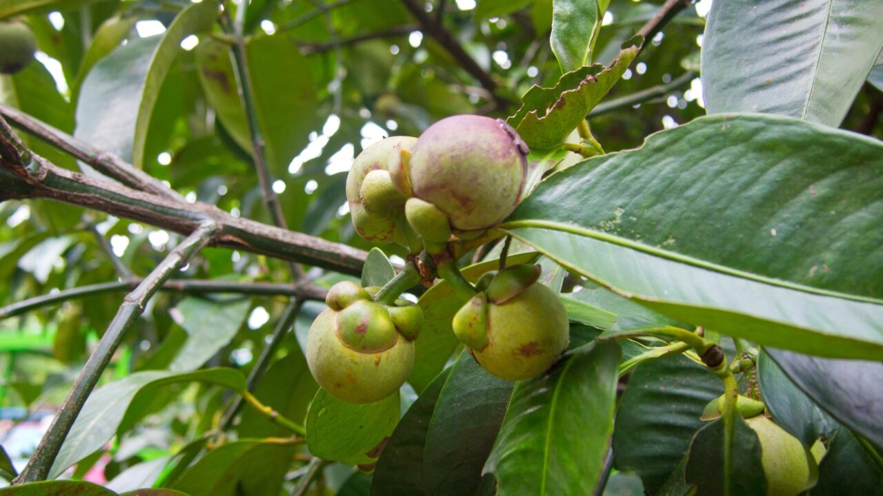 Mangosteen, Queen of Fruits, Chantaburi