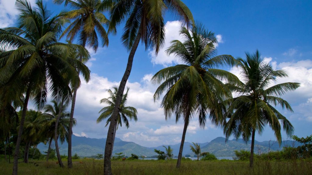 Palmen auf der Sire Halbinsel von Lombok