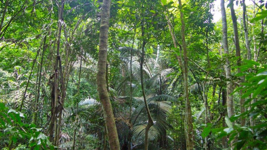 Dense jungle on the way to the top of Khao Ra