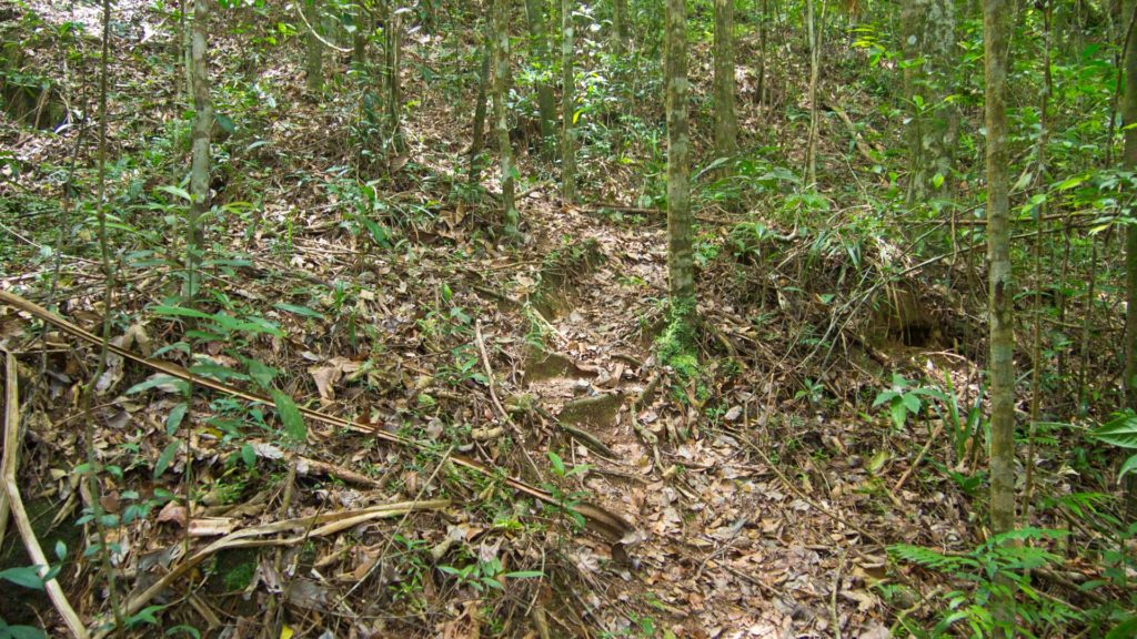 Jungle trail to Khao Ra peak on Koh Phangan