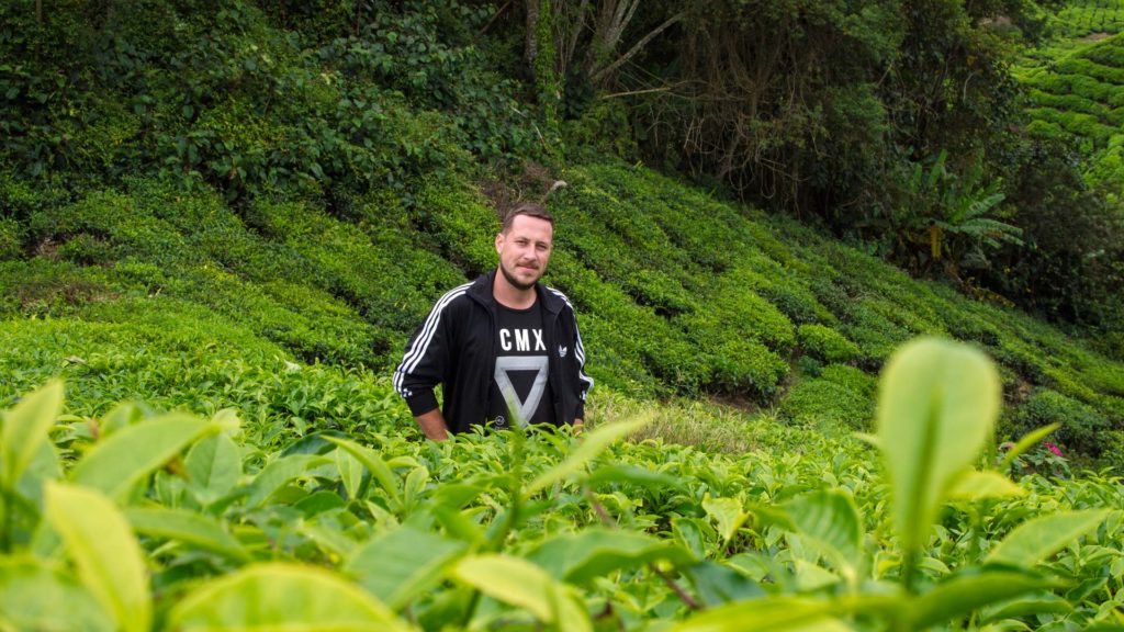 Tobi inmitten der Teeplantage Boh Tea in den Cameron Highlands