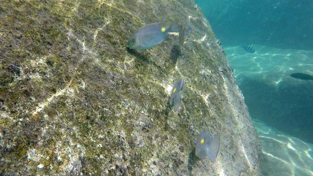 Snorkeling on Koh Nang Yuan