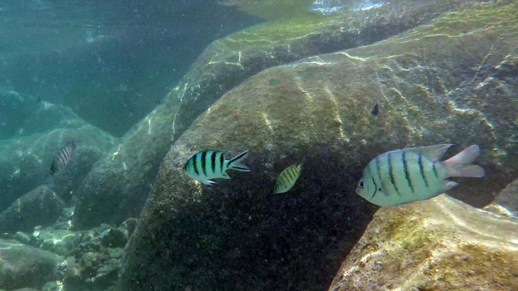 Fish at snorkeling on auf Koh Nang Yuan