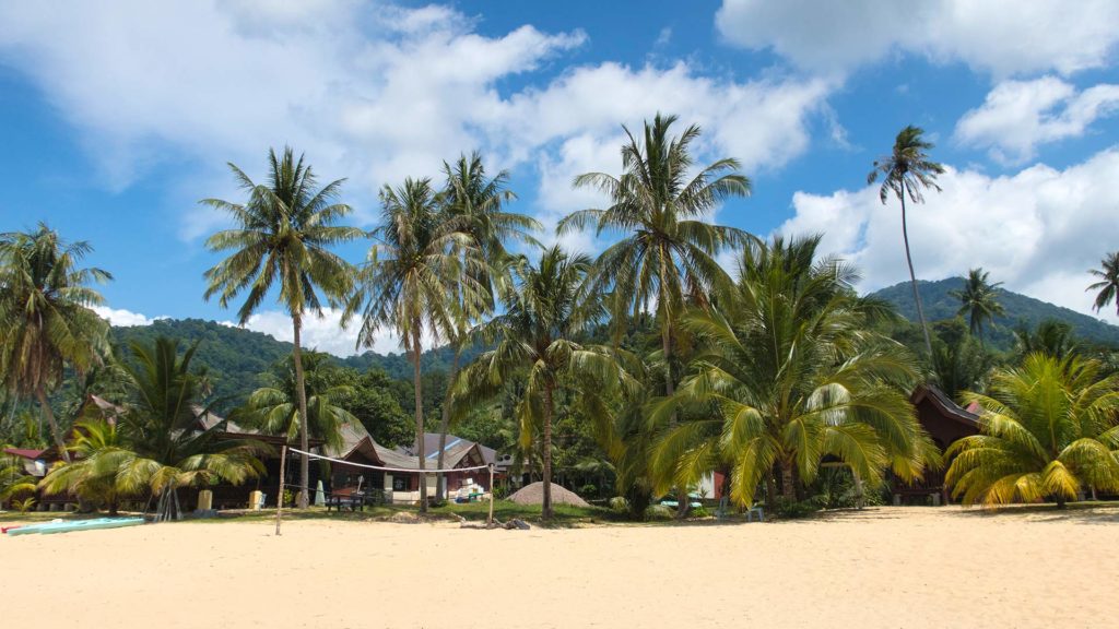 Palmen am Juara Beach auf Tioman Island