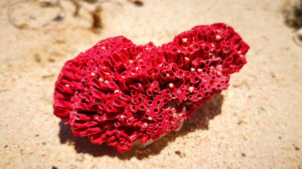 Rote Koralle am Pink Beach auf Lombok