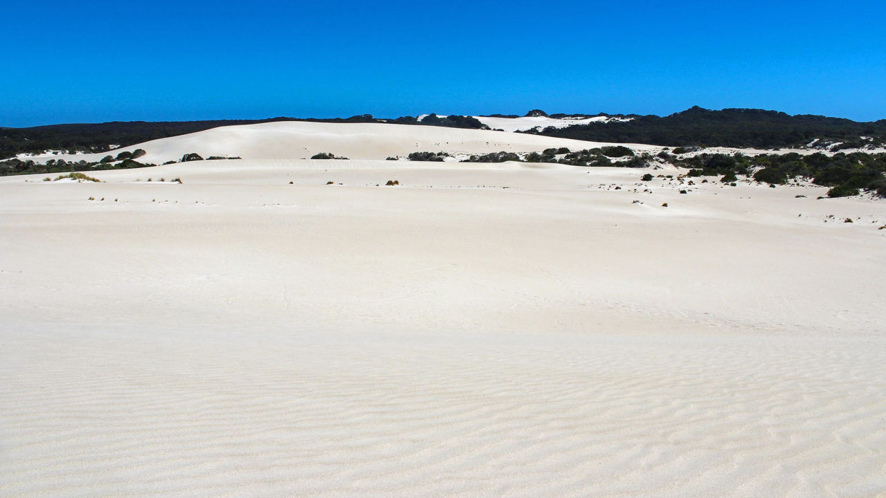 The dunes of Little Sahara on Kangaroo Island