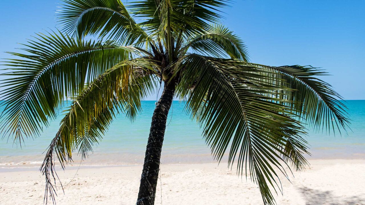 Palmen am White Sand Beach in Khao Lak, Thailand