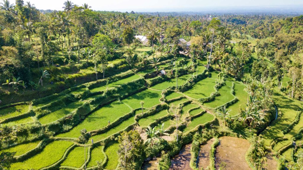Rice terraces in Tetebatu, Lombok - taken with the drone