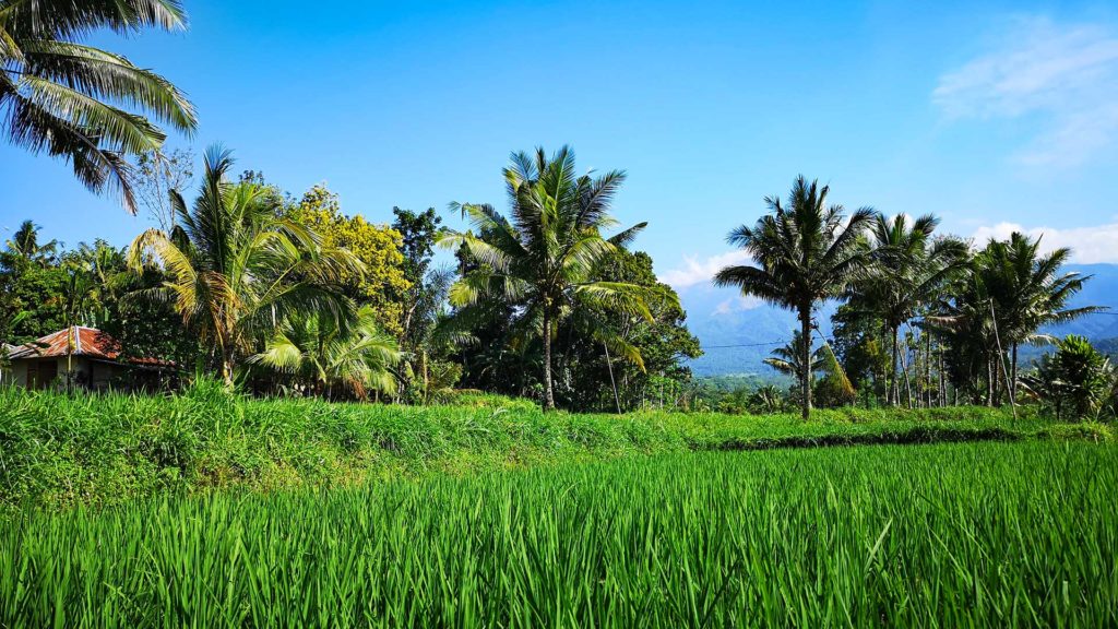 Grüne Reisfelder und Palmen in Tetebatu
