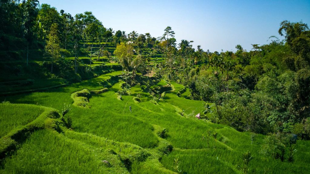 Green rice terraces in Tetebatu, Lombok