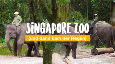 Singapore Zoo (und dann kam der Regen)