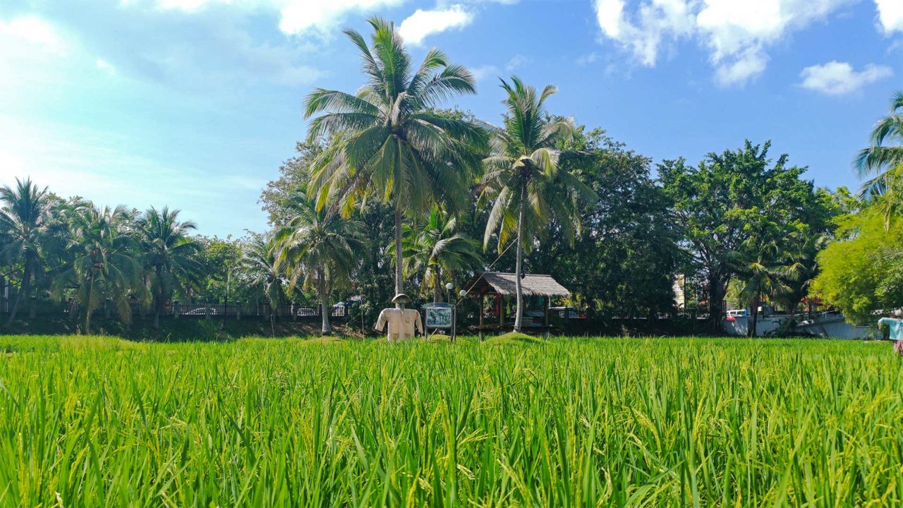 Rice field at Laman Padi on Cenang Beach, Langkawi