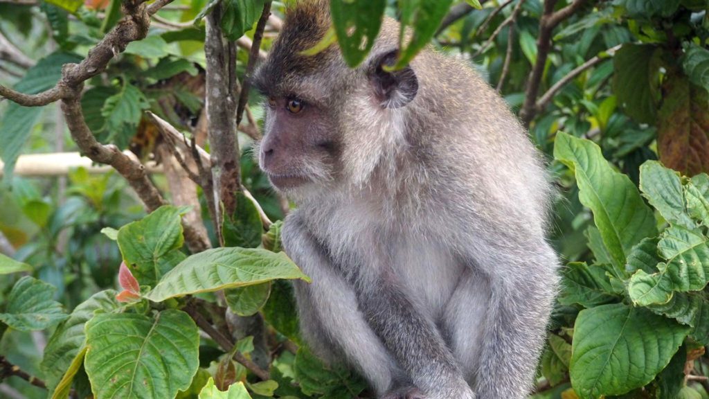 Affe bei einer Trekking Tour zum Mount Batur auf Bali