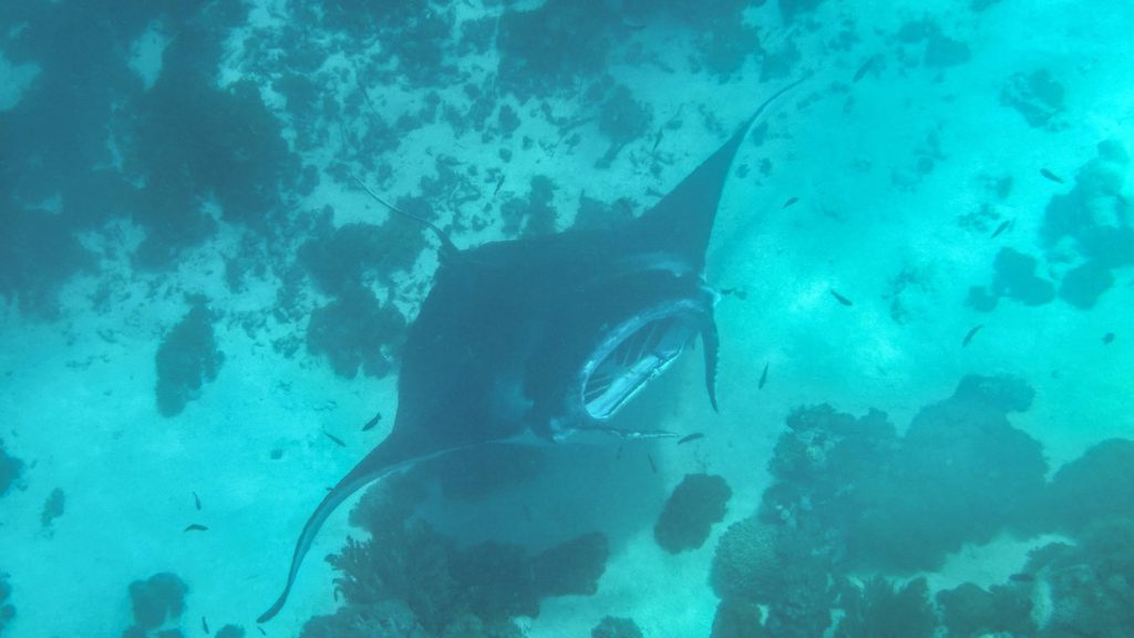 Manta Rays while diving in the Komodo National Park