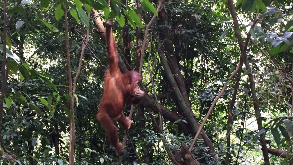 Orang Utan in Sumatra, Indonesien