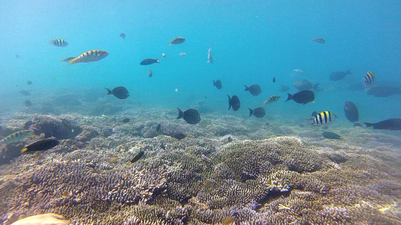 Schnorcheln vor Gili Nanggu in Sekotong, Lombok