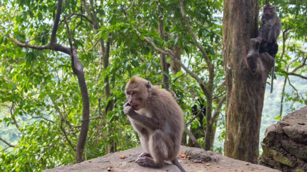 Affen im Pusuk Monkey Forest auf Lombok