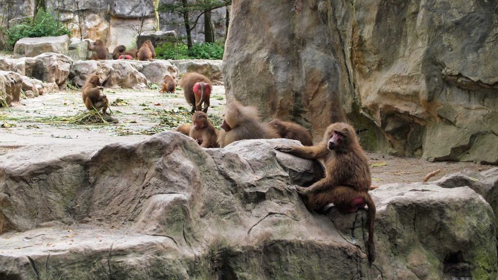 Baboons in the enclosure of Singapore Zoo
