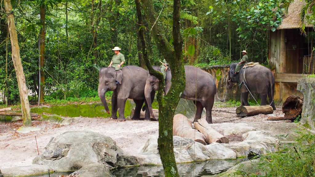 Elefanten im Zoo von Singapur