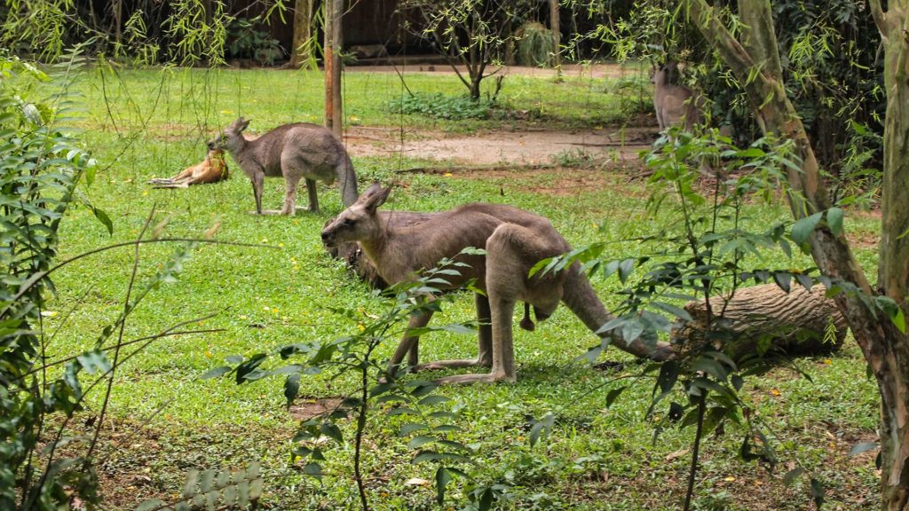 Kangaroos in the zoo of Singapore