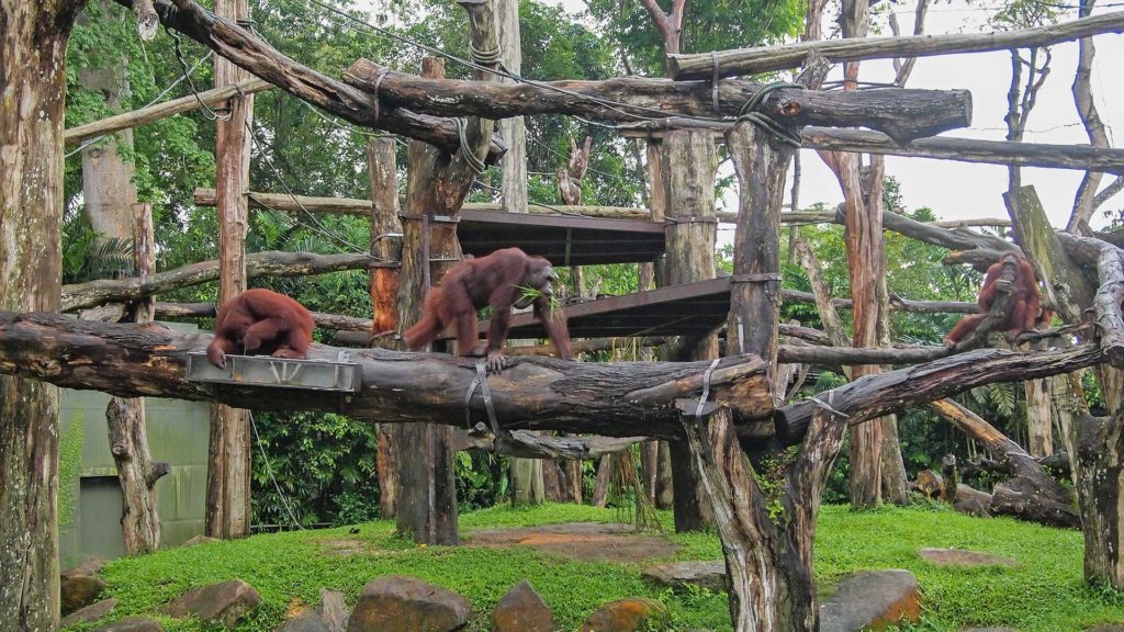The compound of the Orang Utans, Singapore Zoo