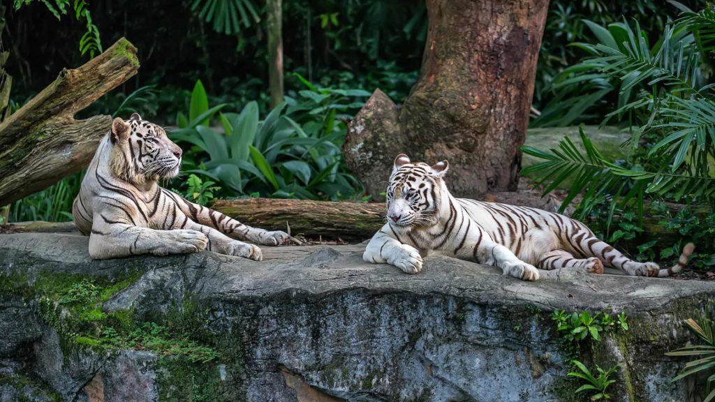 White tigers in the zoo of Singapore