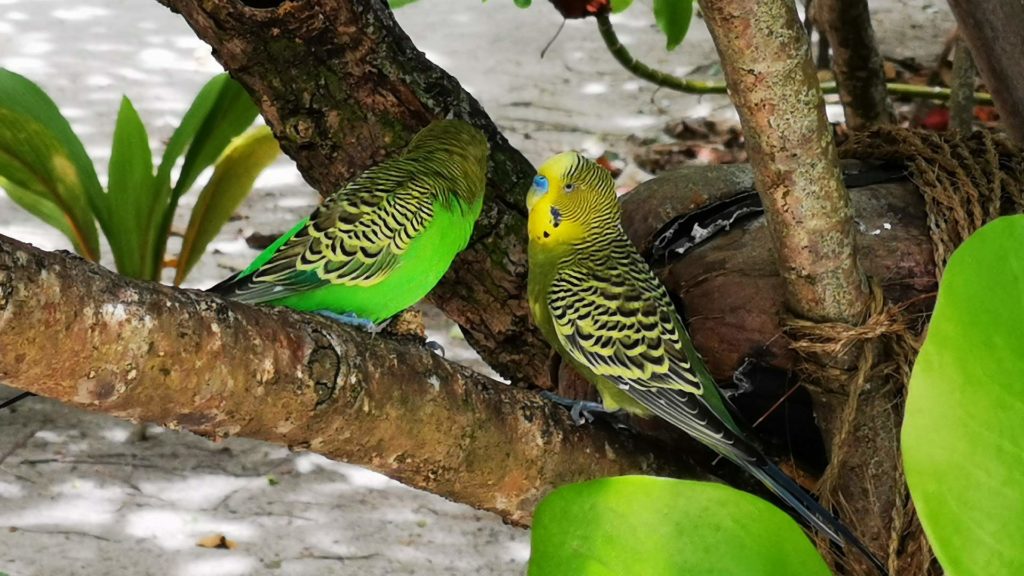 Two colorful birds in the island center of Thulhagiri Island, Maldives