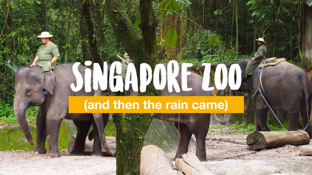 Singapore Zoo (and then the rain came)