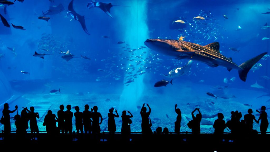 Riesiger Wal im Okinawa Churaumi Aquarium, Japan
