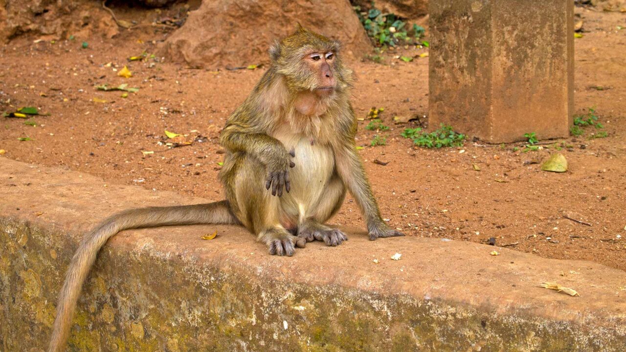 Monkey in front of Wat Suwan Kuha in Phang Nga