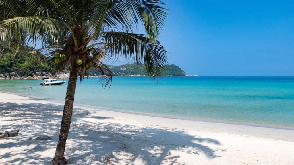 Small palm tree at Thong Nai Pan Yai Beach, Koh Phangan